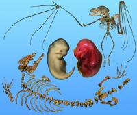 Bat and dolphin embryo illustrate the process of forelimb enlargement