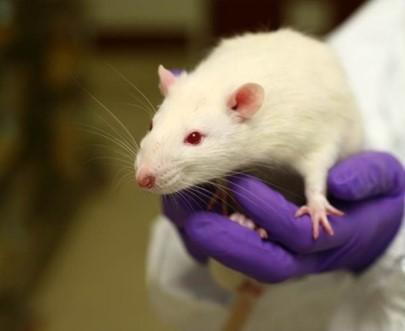 Researchers Develop Mouse Model to Study Pteroptine Ortheovirus