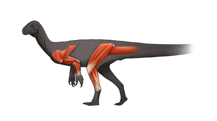 Muscular study provides new information about how the largest dinosaurs moved and evolved