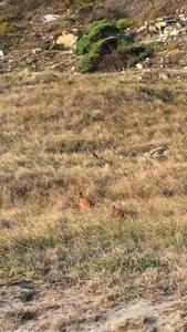 2020-01-13 00.18.29 cape point mother and kitten.mov