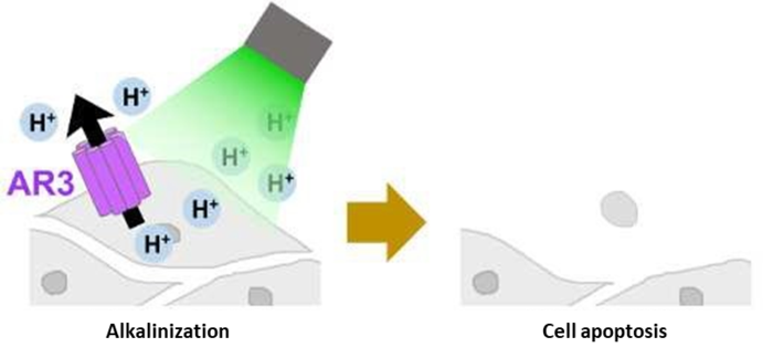 Triggering Cellular Apoptosis by Optical Targeting