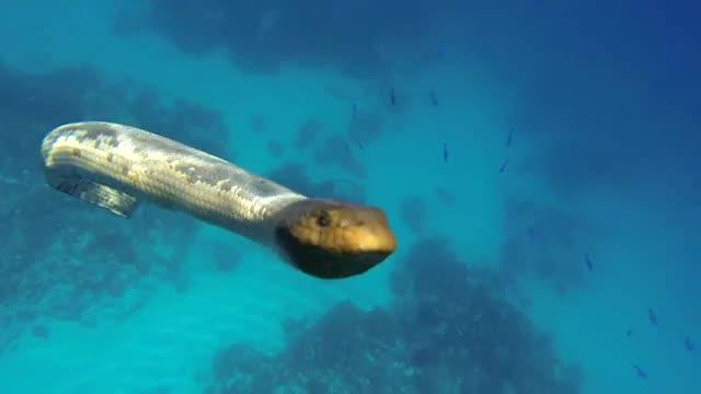 Sea Snake Foraging