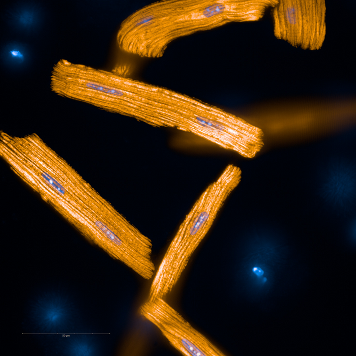Best Mitochondria Image 2022 by Erminia Donnarumma, Institut Pasteur, France