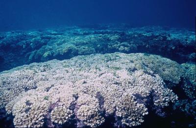 Bleached <i>Pocilloporid</i> Coral Reef During the 1997-98 El Nino-Southern Oscillation in Panama