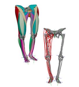 A digitisation of the muscle attachment areas used to build the model of Lucy’s muscles, next to the completed 3D muscle model.