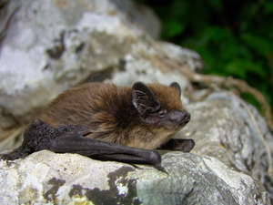 Lesser noctule (Nyctalus leisleri)