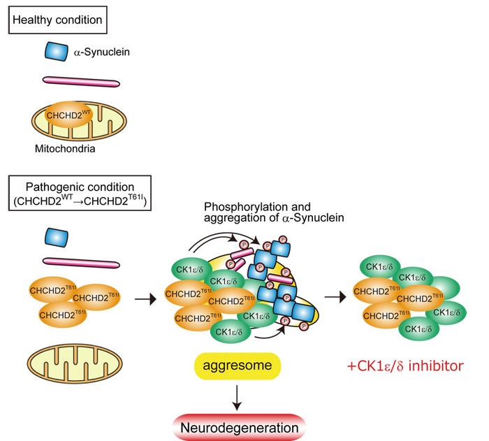 Schematic model of the pathogenic mechanism of mutant CHCHD2-induced PD