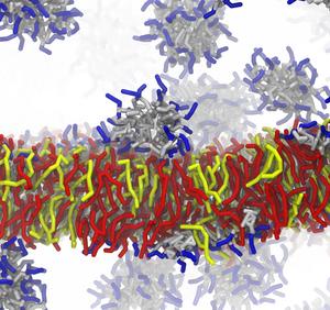Molecular Dynamics simulation of the interaction between AMC-109 and the bacterial membrane