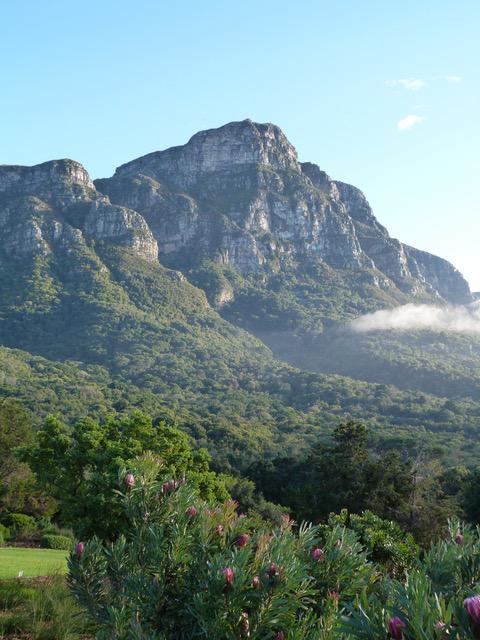 Proteas in Kirstenbosch Botanic Gardens