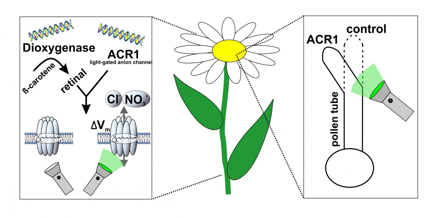 Optogenetics in Tobacco Plant