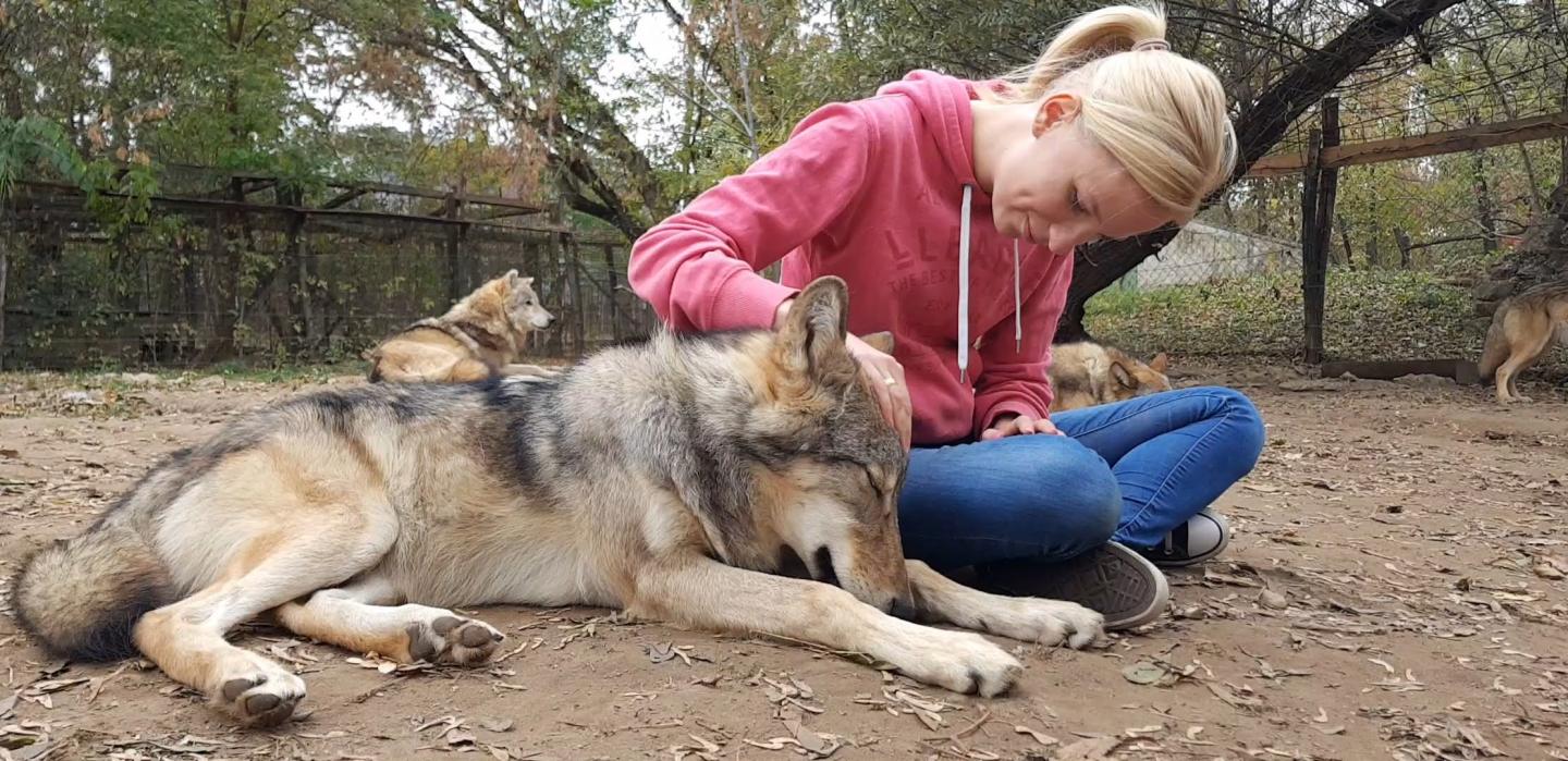Adult Wolves Miss Their Human Handler in Separation Similar to Dogs