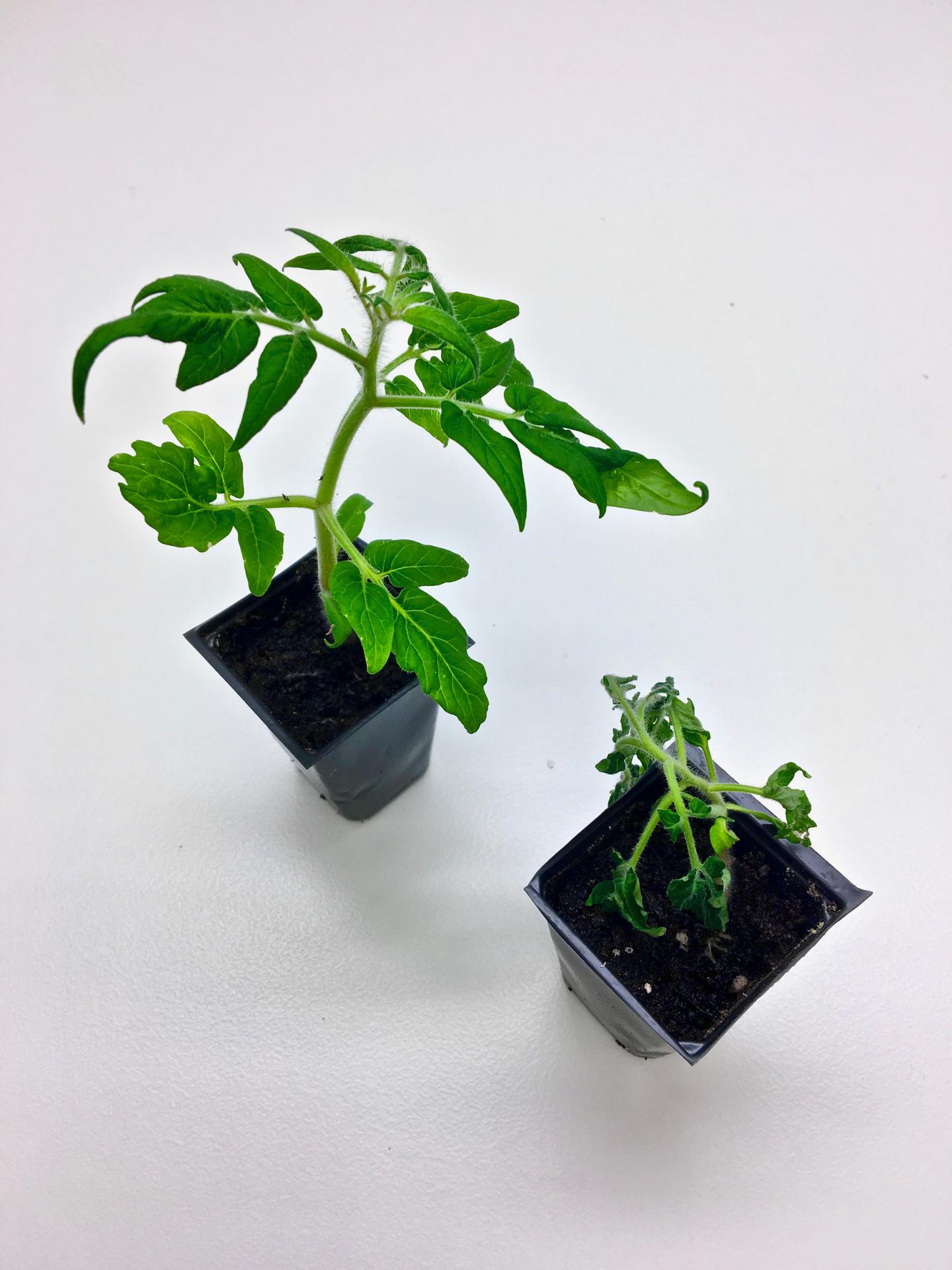 Will Tomato Plants Stay Healthy or Succumb to Disease? Ask the Soil Microbiome (2 of 3)