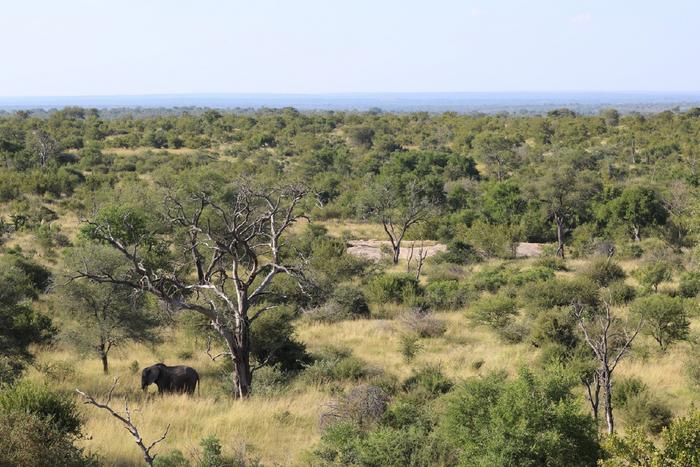 Kruger National Park, South Africa