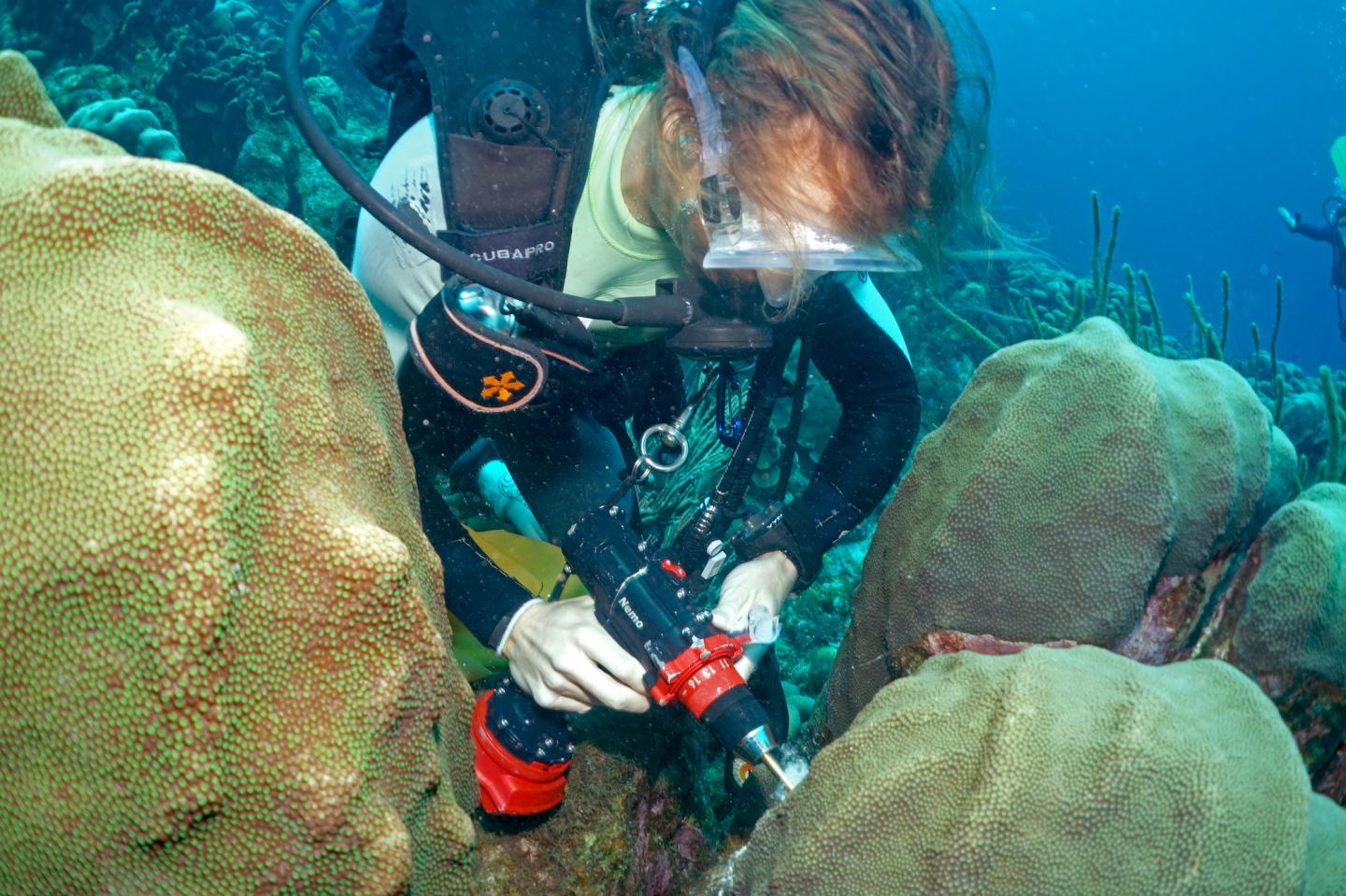 Sampling coral viruses, microbes, metabolites