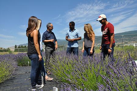 UBC Researchers Dig to Get to the Root of Lavender's Secrets