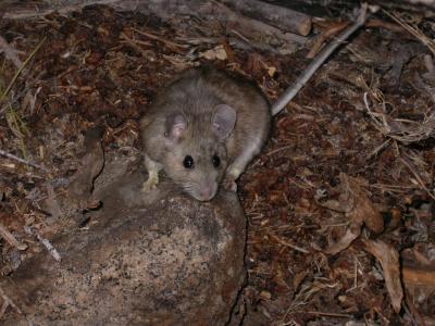 Woodrat Study Subject