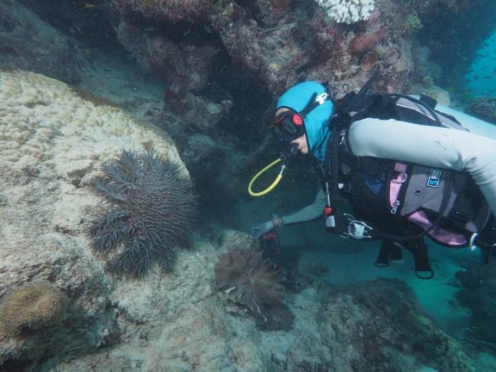 Dr. Frederieke Kroon Looking at a Crown-Of-Thorns Starfish on the Great Barrier Reef