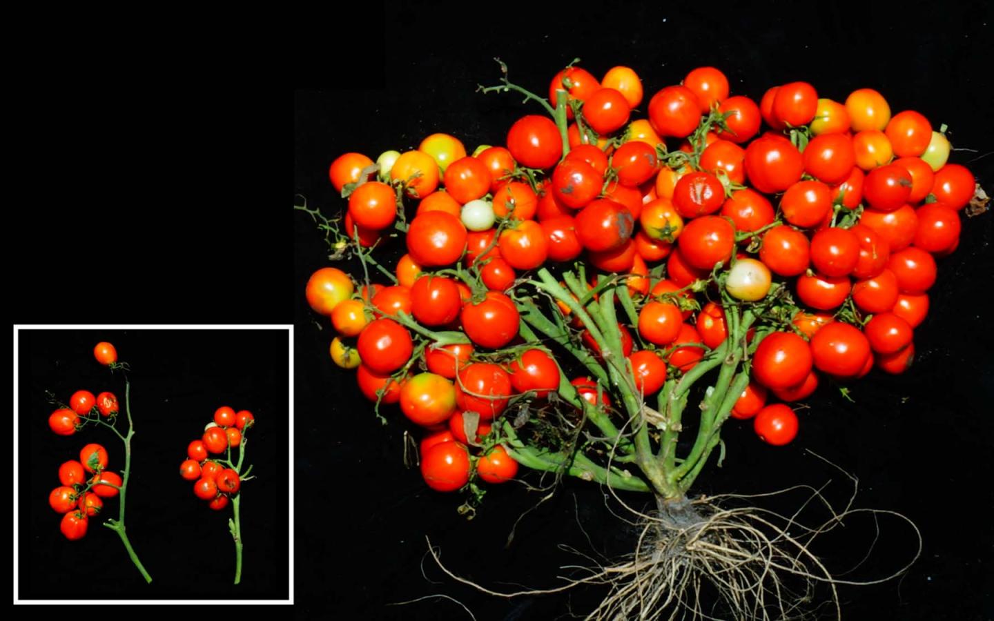 Triple Determinate Mutations in Tomatoes