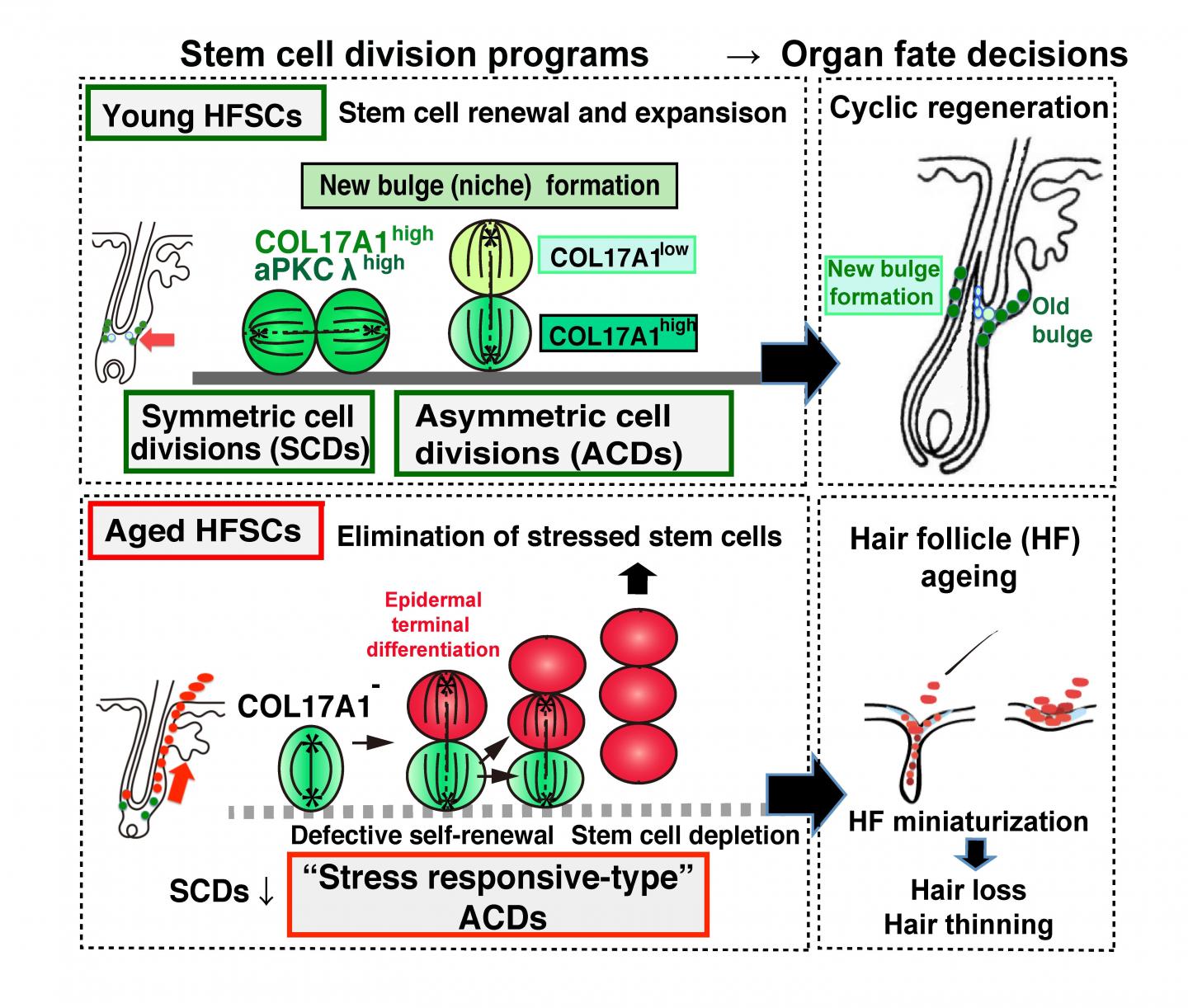 Schematic model of the distinct types of stem cell divisions determine HF homeostasis and aging.