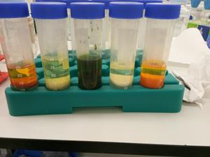 Extractant of the vegetable samples