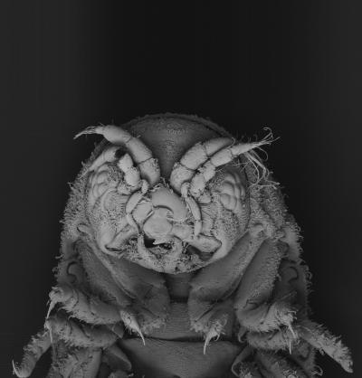 Seafarers’ Scourge Provides Hope for Biofuel Future (2 of 3)