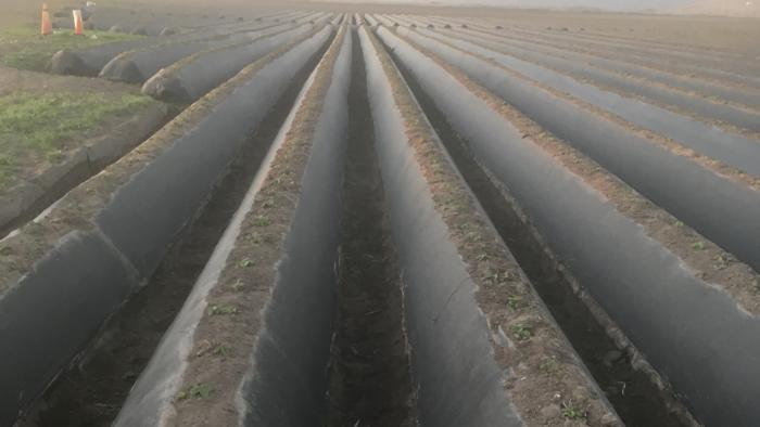 Strawberries planted into mulched beds