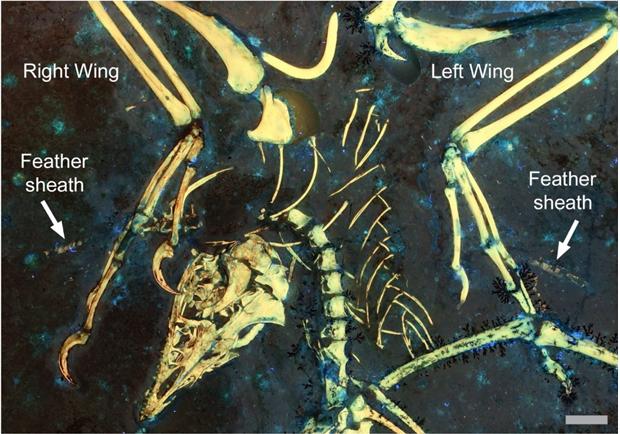 Archaeopteryx was likely source of iconic fossil feather, new study reveals