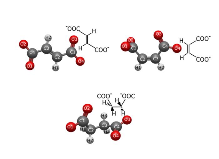 fumarate, maleate and succinate