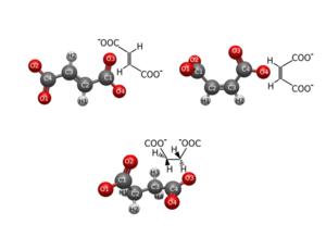 fumarate, maleate and succinate