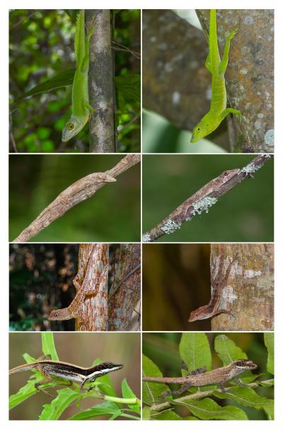 Lizards of the Caribbean