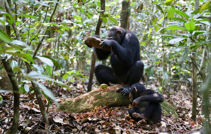 Female chimpanzee cracking nuts