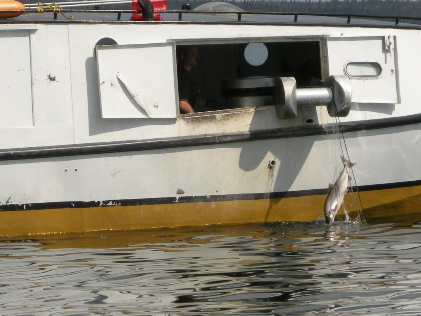 Invasion of Lake Trout in Yellowstone Changed Aquatic and Terrestrial Ecosystems (10 of 14)