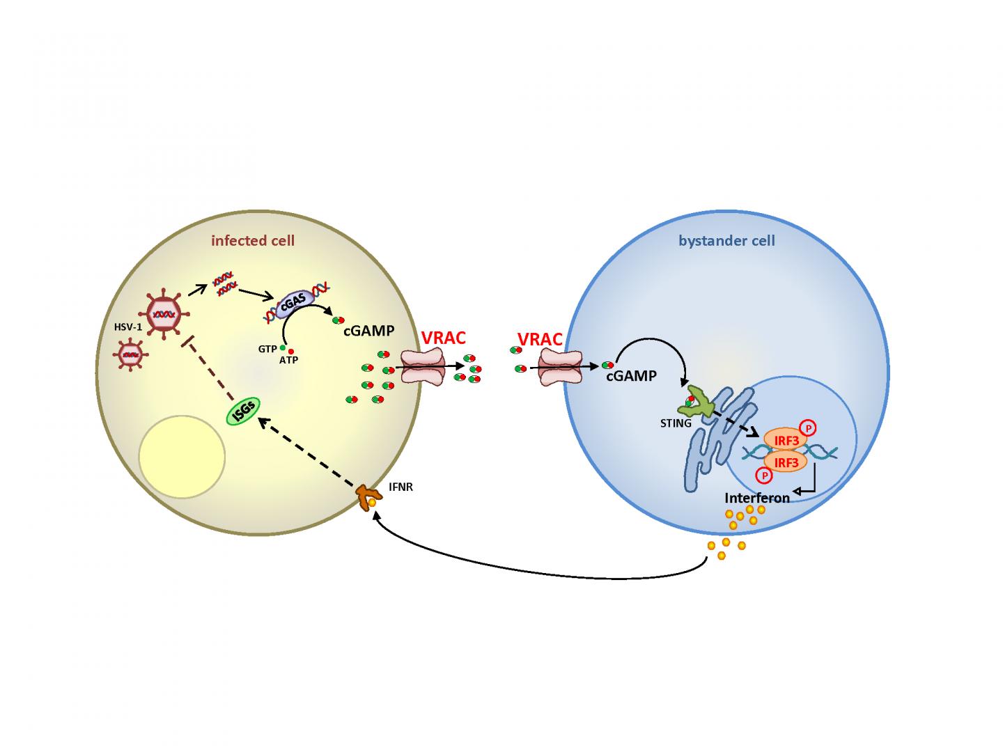 Ion channel VRAC transports the messenger substance cGAMP from cell to cell