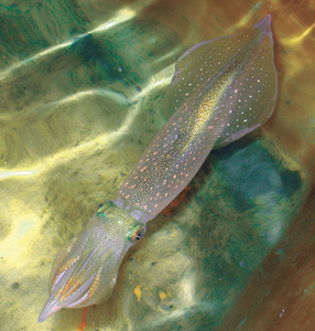 The Atlantic longfin inshore squid, Doryteuthis pealeii