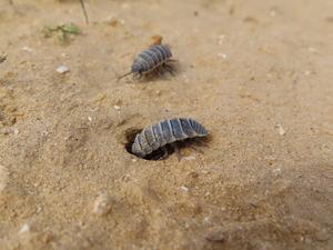 Desert Isopods choosing burrows