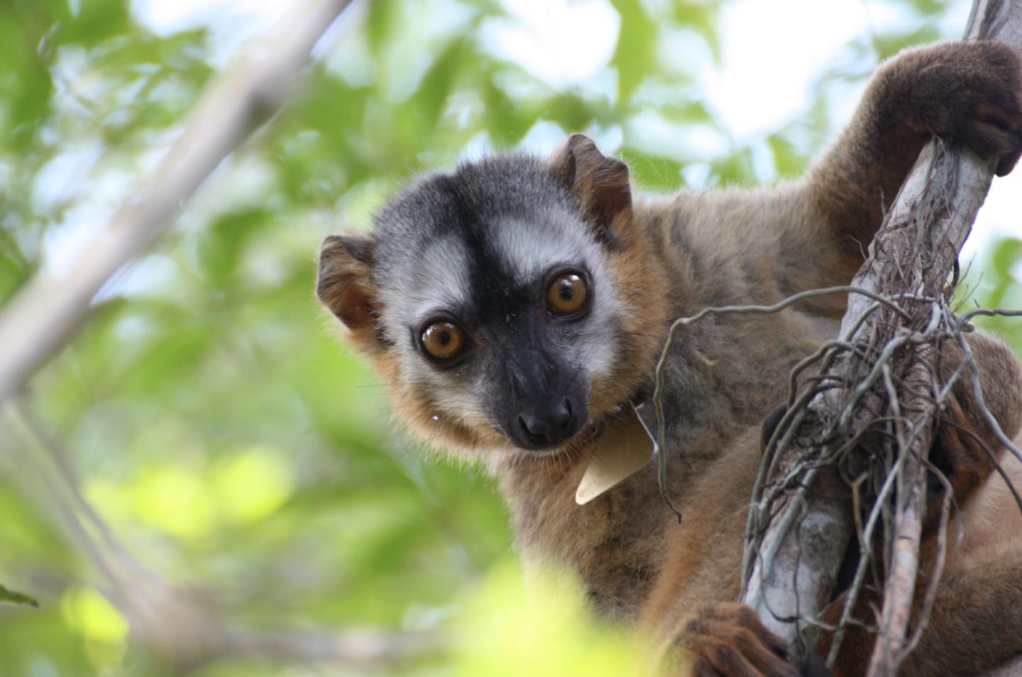 Rotstirnmaki <i>Eulemur rufifrons</i>