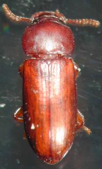Female Broad-horned Flour Beetle