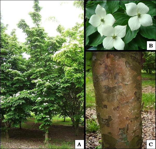Three New Ornamental Dogwoods Introduced