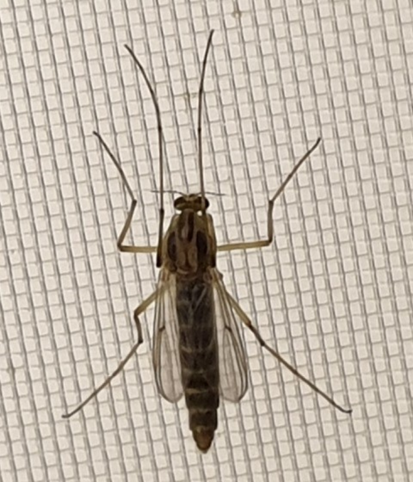 midge larvae in water