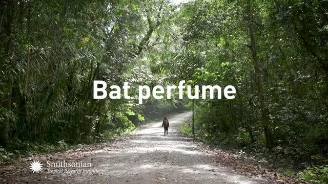 Bat perfume