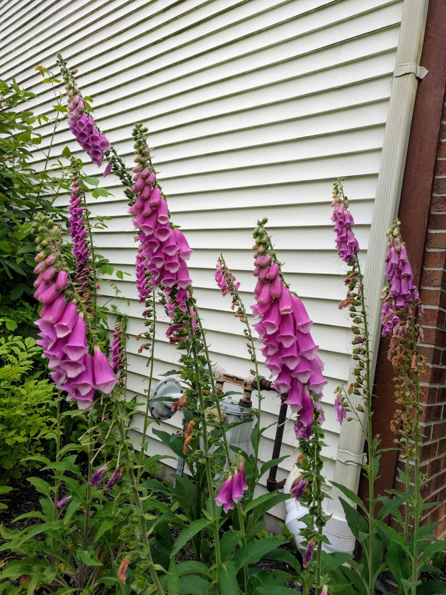 Digitalis purpurea