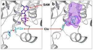 Docking studies of Clo or Can with PRMT5