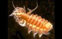 Parasitic Isopod