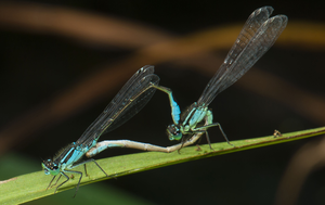 Blue-tailed damselfly (Ischnura elegans)