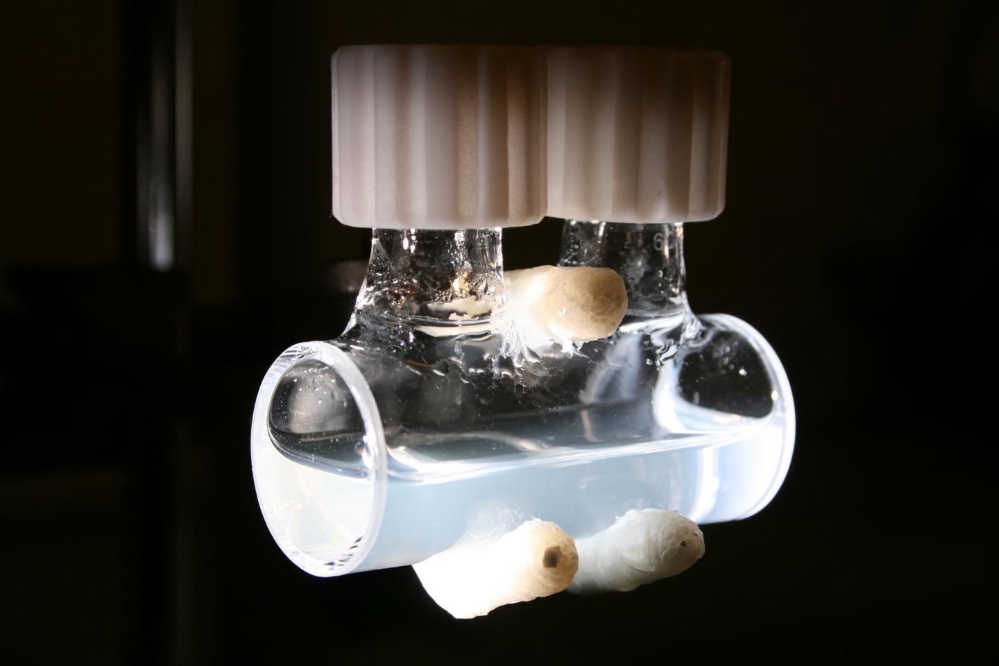 Discovery of Sunlight-Driven Organic Chemistry on Water Surfaces (3 of 3)