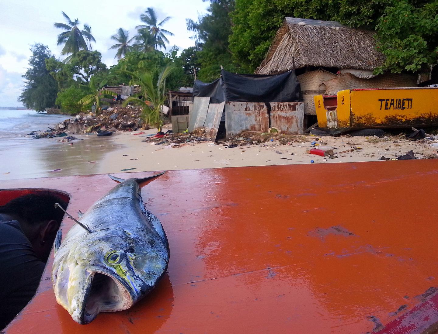 Pacific Island Fisheries