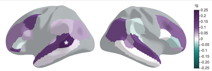 Figure 2. The multivariate GenLang GWAS results show significant genetic correlation with the cortical surface area around the left superior temporal sulcus