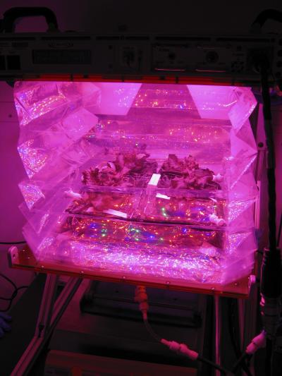 Veggie [IMAGE] | EurekAlert! Science News Releases