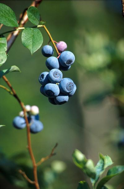 Highbush Blueberries