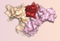 New Protein Binds to Better Receptors